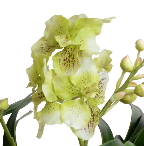 Vanda Orchid in Terracotta - Green