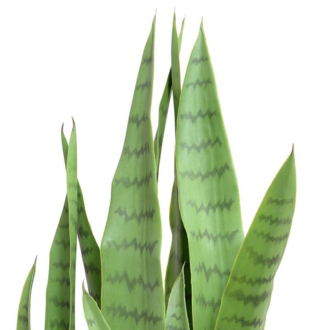 Snake Plant in Round Pot, 29"H