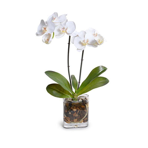 Phalaenopsis Orchid x2 in Glass Envelope, 21H - White