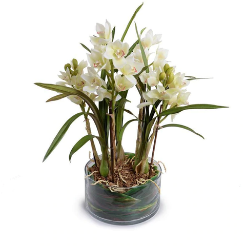 Cymbidium Orchid Leaf It - White
