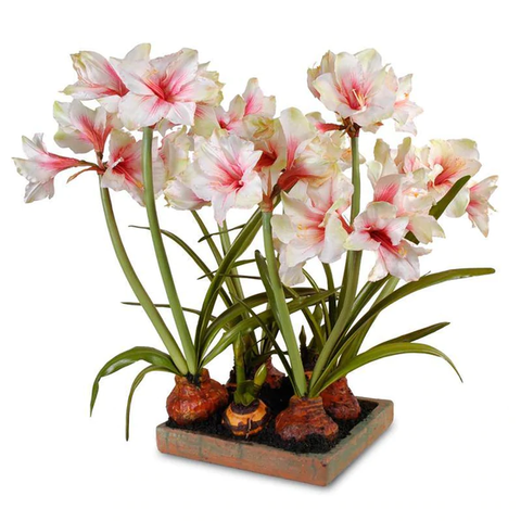 Amaryllis Arrangement - in Terracotta Tray