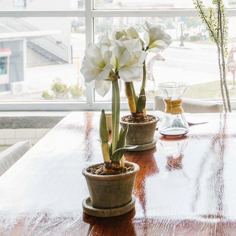 Amaryllis Plant in clay pot - White