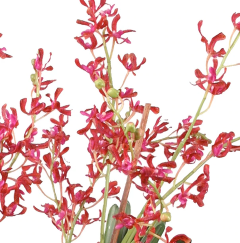 Vanda Orchid in Terracotta - Red