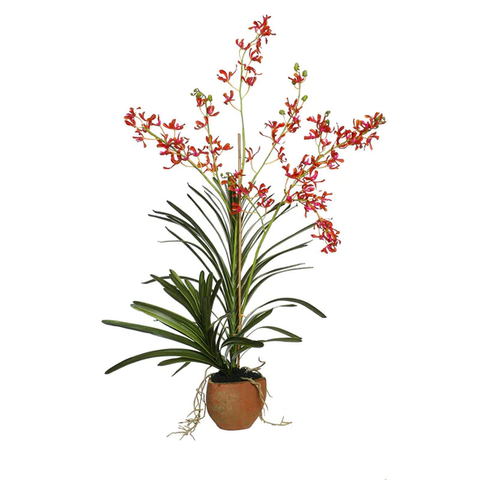Vanda Orchid in Terracotta - Orange
