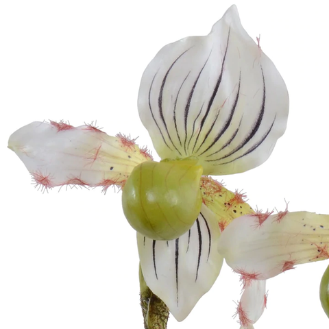 Lady's Slipper Orchid