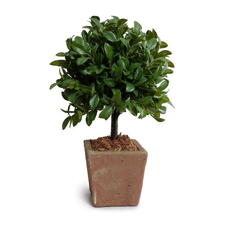 Laurel Leaf Topiary in Rustic Terracotta