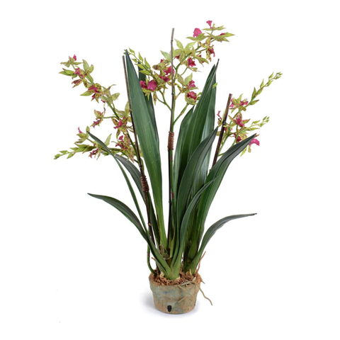 Cymbidium Orchid in Terracotta - Green-burgundy