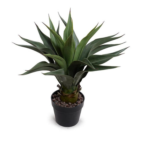 Agave Americana Plant in Short Round Pot, 24"H