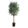 Olive tree, 8''