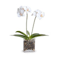 Phalaenopsis Orchid x2 in Glass Envelope, 24H - White