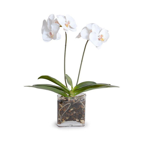 Phalaenopsis Orchid x2 in Glass Envelope, 24H - White