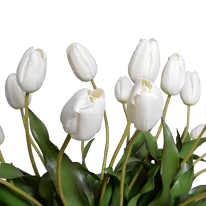 Tulip Arrangement - White
