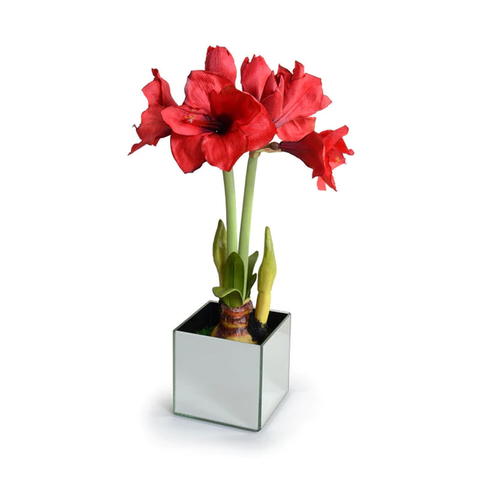 Amaryllis in Mirror Vase - Red