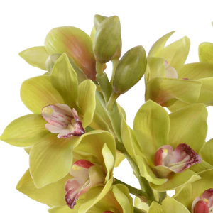 Cymbidium Orchid Arrangement - Green