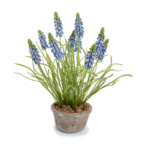 Grape Hyacinth in Terracotta - Blue