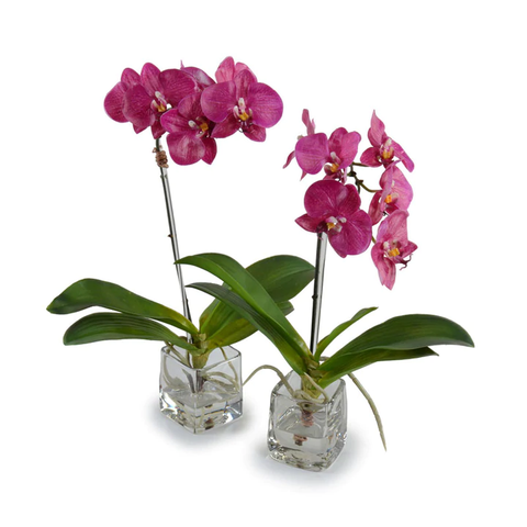 Phalaenopsis Orchid in Glass Cube - Fuchsia