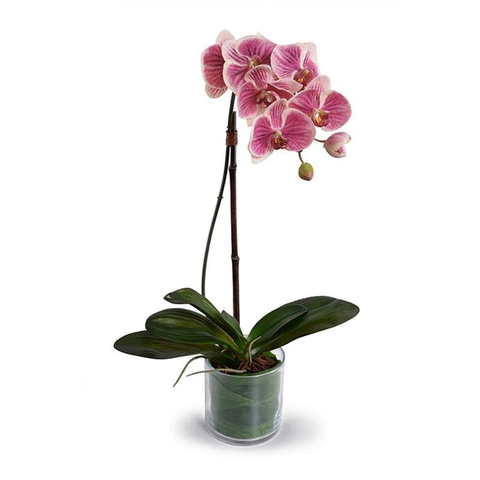 Phalaenopsis Orchid Leaf It - Fuchsia/cream