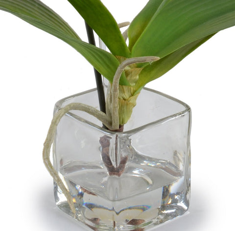 Phalaenopsis Orchid in Glass Cube - White