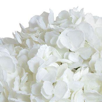 Hydrangea Arrangement - White