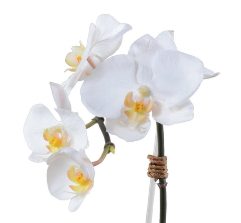 Phalaenopsis Orchid in Glass Cube - White