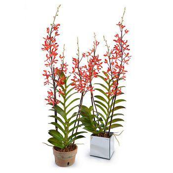Aranda Orchid in Mirror Vase - Red