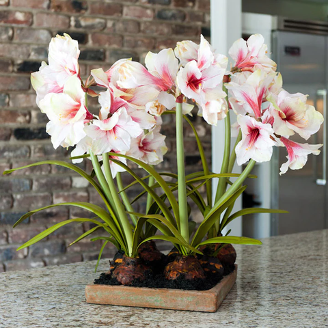 Amaryllis Arrangement - in Terracotta Tray