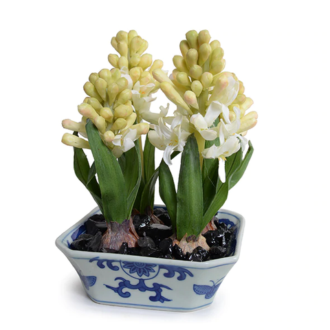 Hyacinth Bulbs in Blue & White Dish