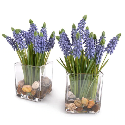 Grape Hyacinth in Glass - Blue