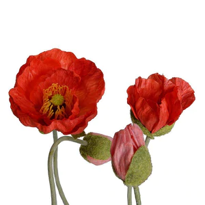 Poppy in Terracotta - Orange-red