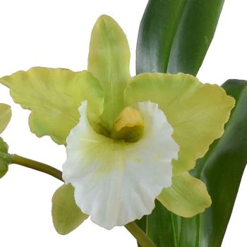 Cattleya Orchid in Terracotta - Green