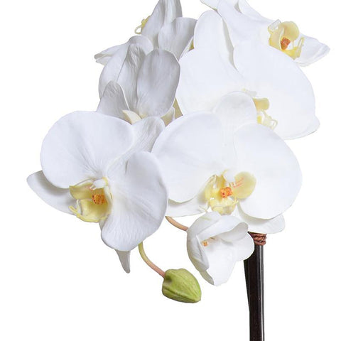 Phalaenopsis Orchid x2 in White Ceramic Bowl, 28"H
