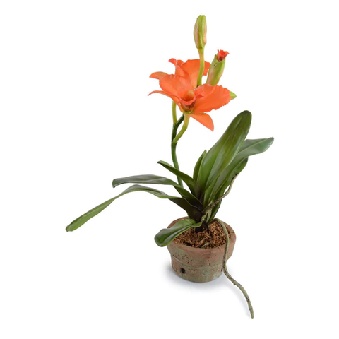 Cattleya Orchid in Terracotta - Orange