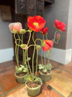 Poppy in Terracotta - Orange-red