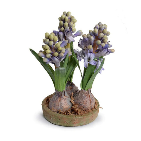 Hyacinth Bulb x3 in Terracotta Dish - Blue