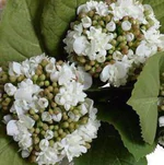 Hydrangea Bud Arrangement - Green-White