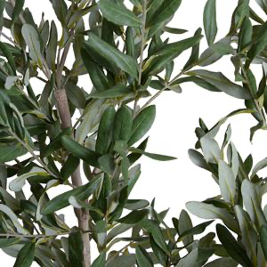 Olive Tree Branch, 67" L