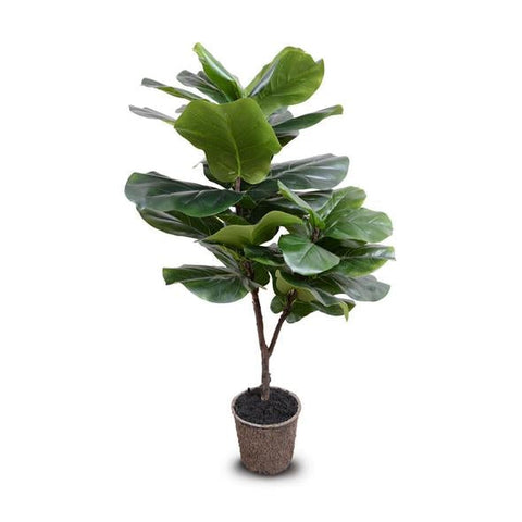 Fiddle Leaf Fig Tree with Pot - IN STOCK