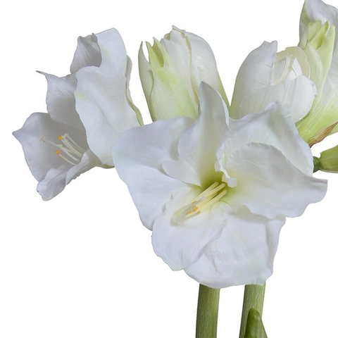 Amaryllis Plant in clay pot - White