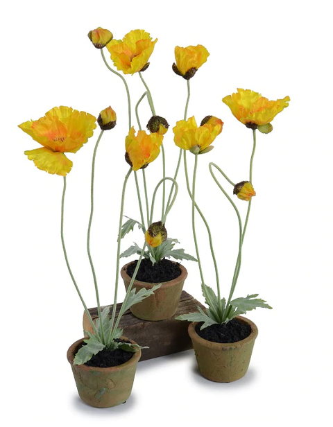 Poppy Plant - Yellow