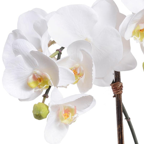 Phalaenopsis Orchid x2 Leaf It - White