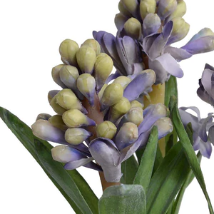 Hyacinth Bulb x3 in Terracotta Dish - Blue