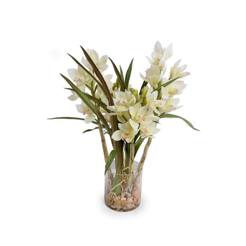 Cymbidium Orchid (Large) - White