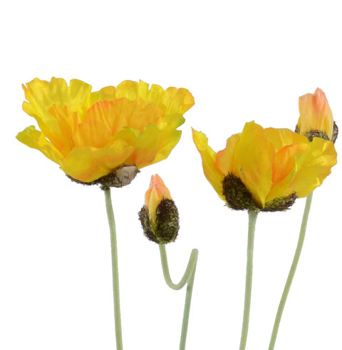 Poppy Plant - Yellow
