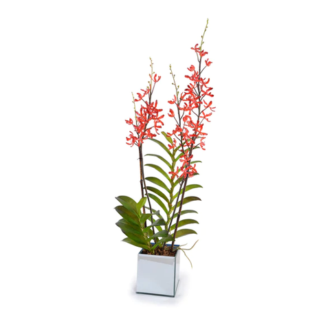 Aranda Orchid in Mirror Vase - Red