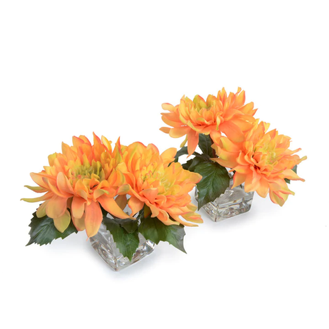Dahlia Cutting in Glass - Coral Orange