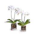Phalaenopsis Orchid x2 in Glass Envelope, 24H - White