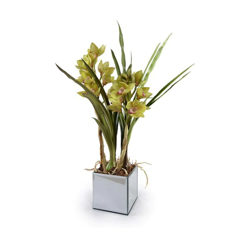 Cymbidium Orchid in Mirror Vase - Green
