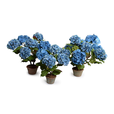 Hydrangea Bush, Small, 22"H - Blue