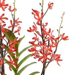 Aranda Orchid in Mirror Vase - Red