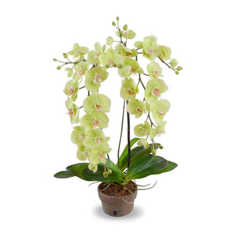 Phalaenopsis Orchid x2, Hanging - Green